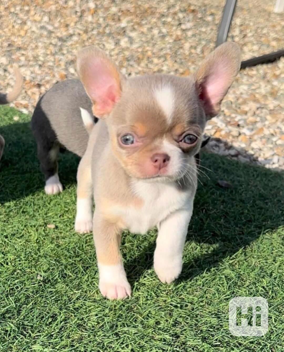 Štěňata čivavy - foto 1