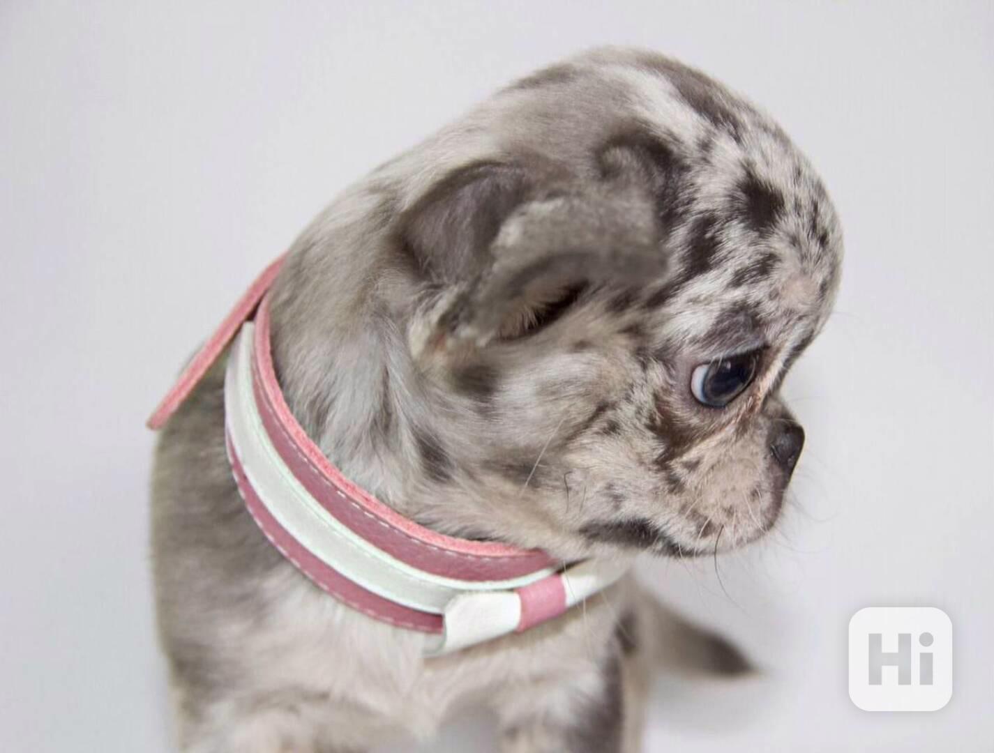 Štěně čivavy – s láskou vychováno, připravené pro správný do - foto 1