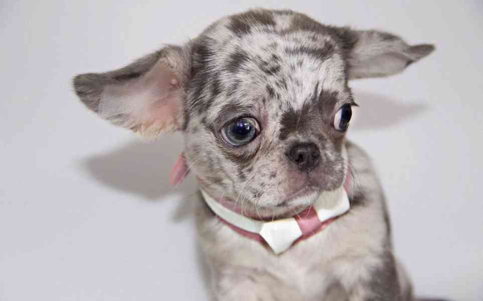 Štěně čivavy – s láskou vychováno, připravené pro správný do - foto 2