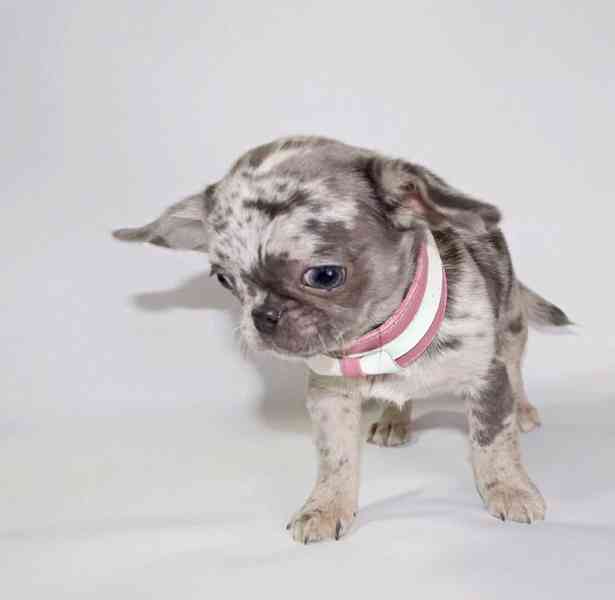 Štěně čivavy – s láskou vychováno, připravené pro správný do - foto 4