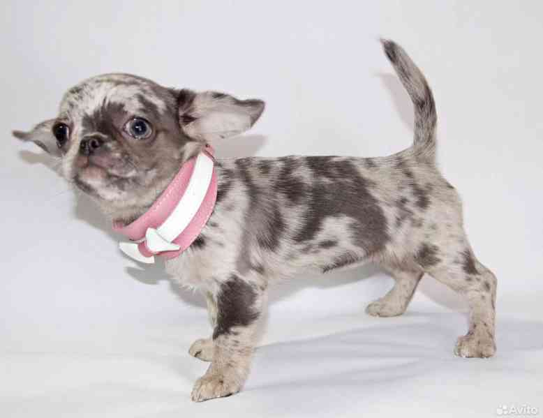 Štěně čivavy – s láskou vychováno, připravené pro správný do - foto 3