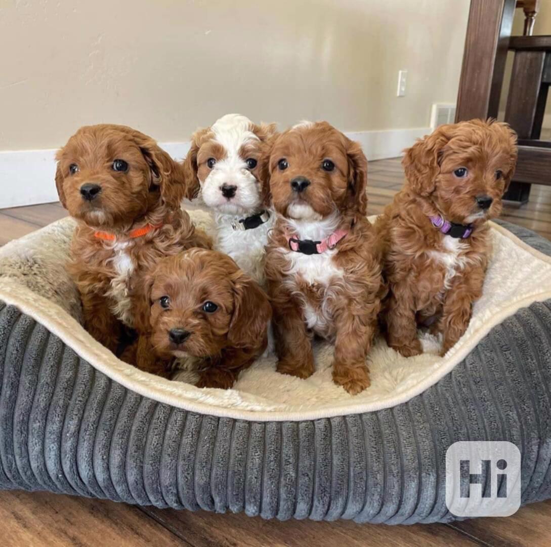 Nádherná Cavapoo štěňata na prodej - foto 1