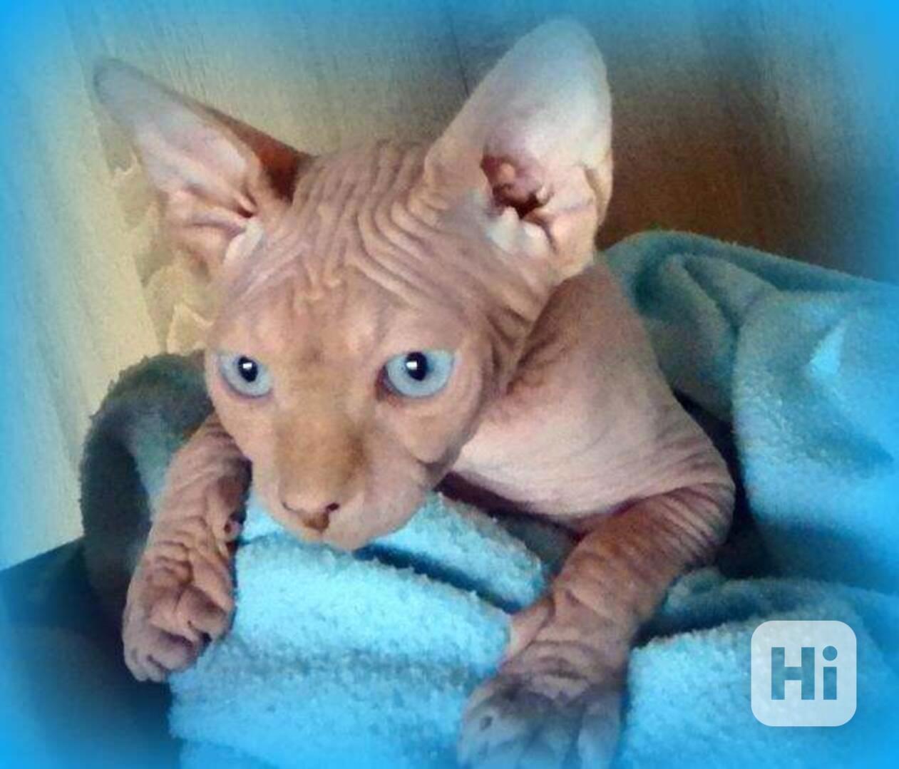 Koťata Sphynx - foto 1