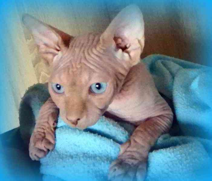 Koťata Sphynx - foto 1