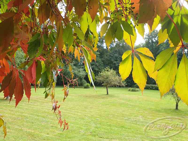 Prodej RD s pozemkem Česká skalice, Zlíč - foto 12