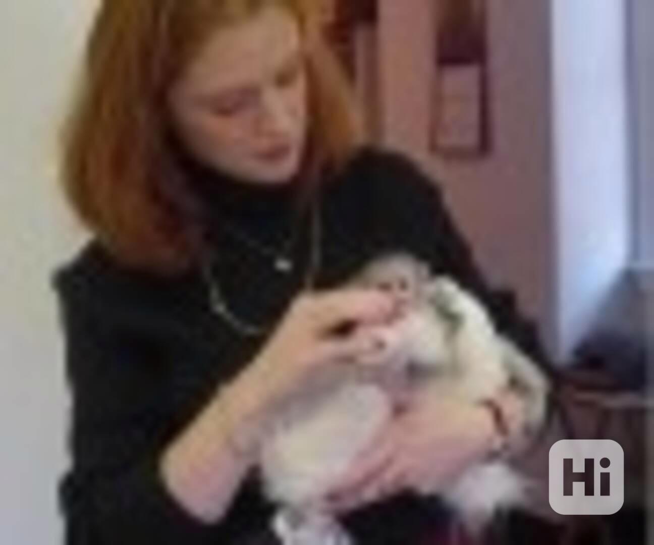 Prodám 3měsíční kapucínku - foto 1