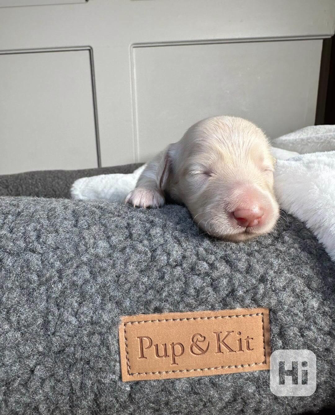 Miniaturní jezevčíci s průhlednou krémovou vůní - foto 1