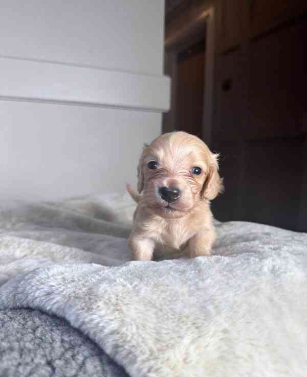 Miniaturní jezevčíci s průhlednou krémovou vůní - foto 5