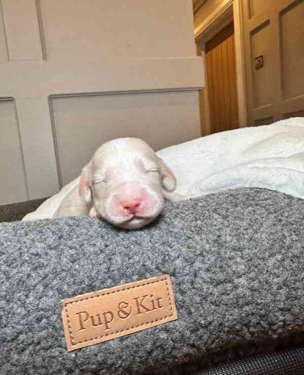 Miniaturní jezevčíci s průhlednou krémovou vůní - foto 12