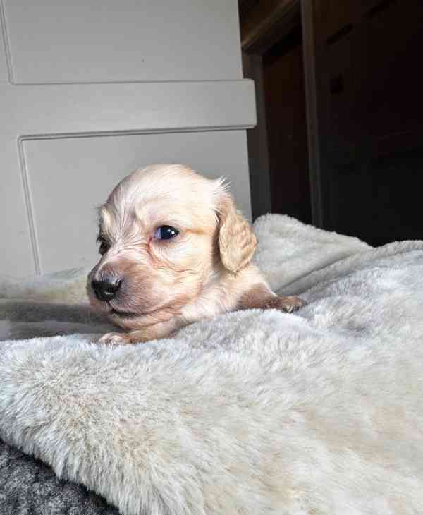 Miniaturní jezevčíci s průhlednou krémovou vůní - foto 7