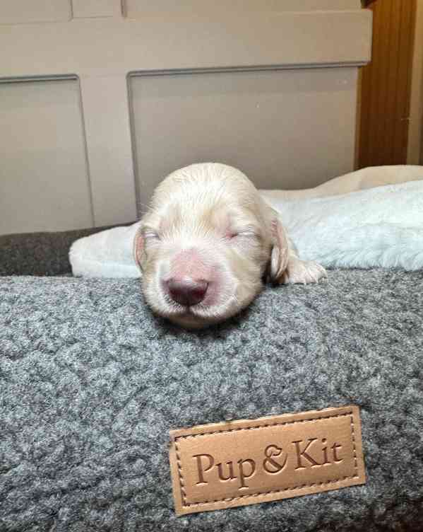 Miniaturní jezevčíci s průhlednou krémovou vůní - foto 10