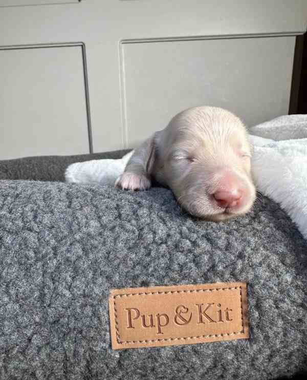 Miniaturní jezevčíci s průhlednou krémovou vůní - foto 1