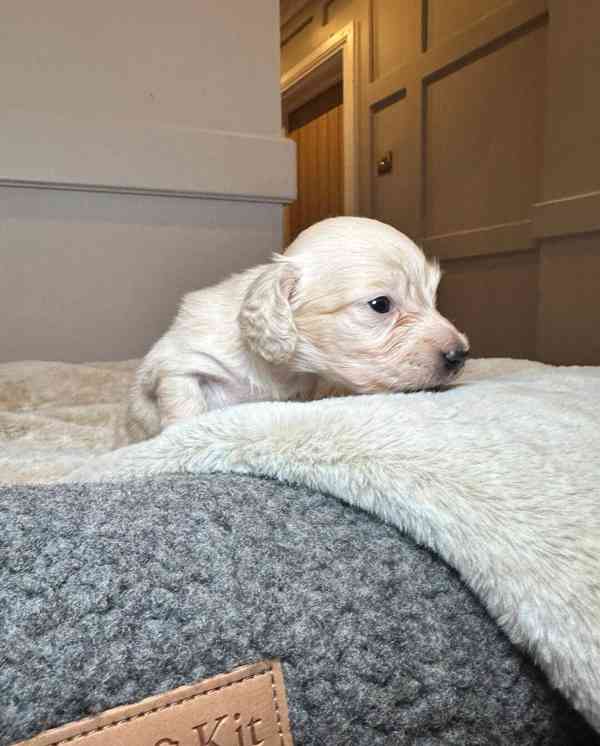 Miniaturní jezevčíci s průhlednou krémovou vůní - foto 6