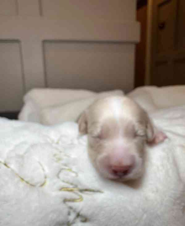 Miniaturní jezevčíci s průhlednou krémovou vůní - foto 11