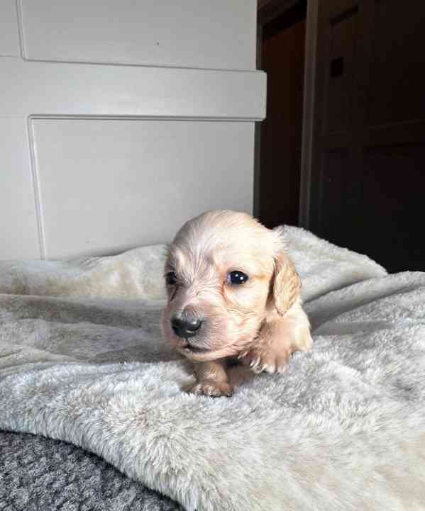 Miniaturní jezevčíci s průhlednou krémovou vůní - foto 8