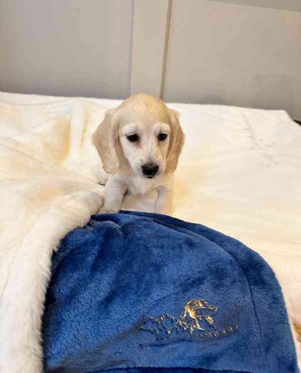 Miniaturní jezevčíci s průhlednou krémovou vůní - foto 2