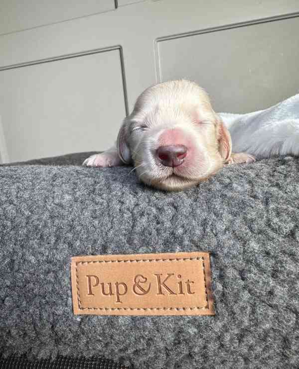 Miniaturní jezevčíci s průhlednou krémovou vůní - foto 9