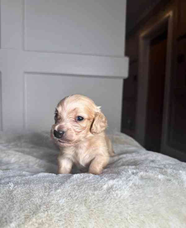 Miniaturní jezevčíci s průhlednou krémovou vůní - foto 4