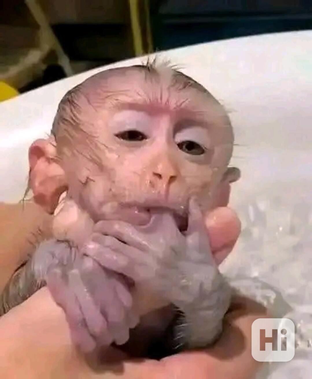  Lékařsky prověření kapucíni - foto 1