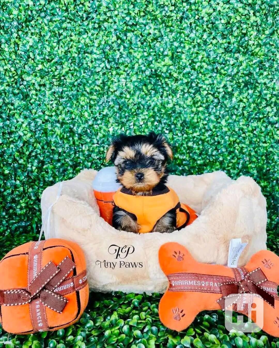 Cute teacup puppies  - foto 1