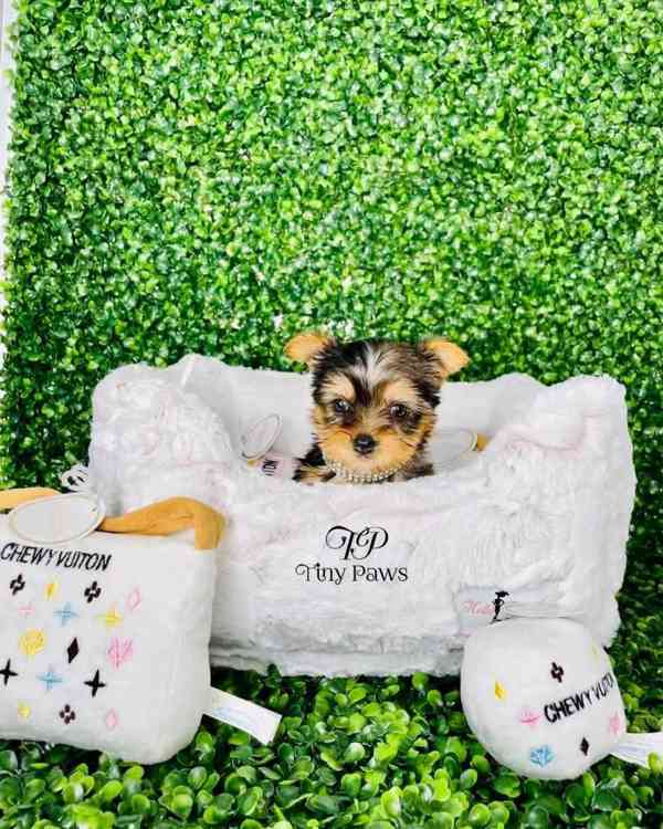 Cute teacup puppies  - foto 3