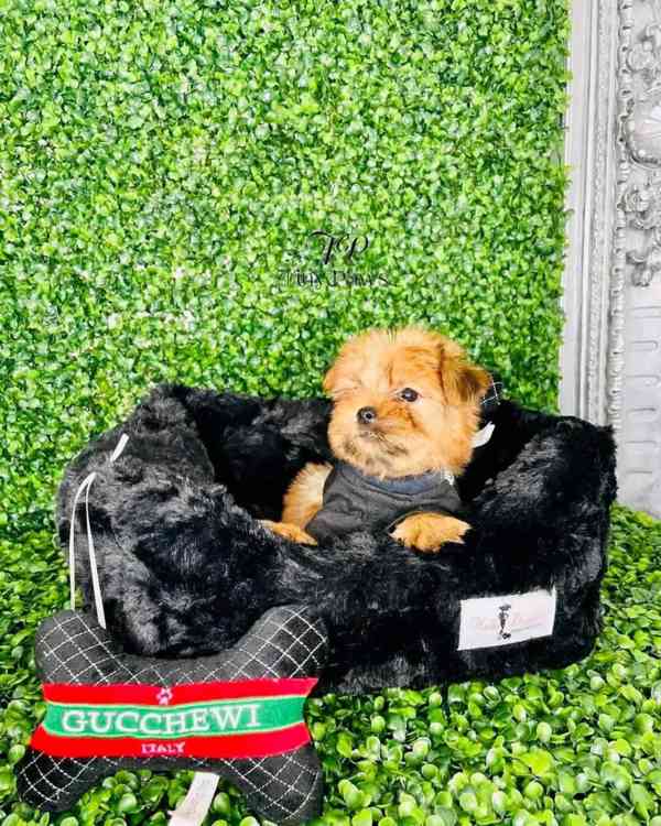 Cute teacup puppies  - foto 2
