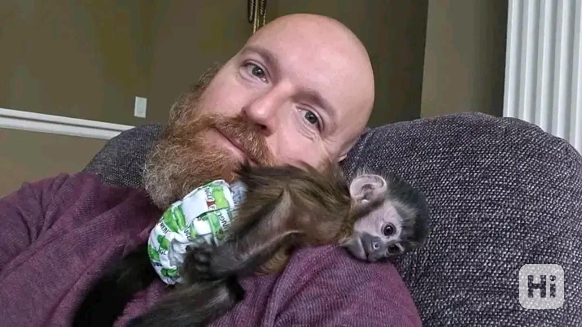  Kapucíni odchovaní mláďaty - foto 1