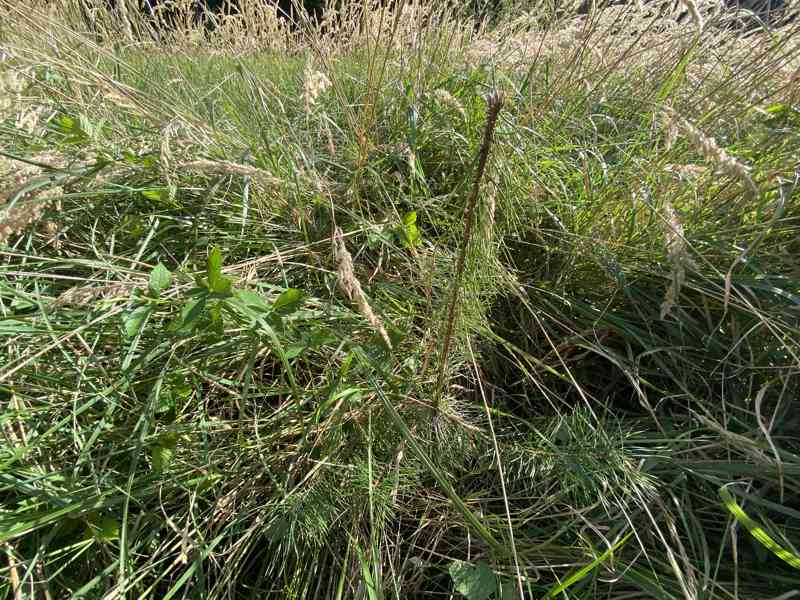 Lesní pozemek Horušice - foto 10