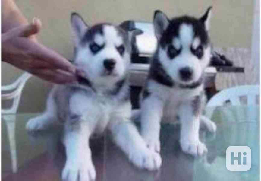 Krásná štěňata sibiřského huskyho k adopci Máme štěňata samc - foto 1