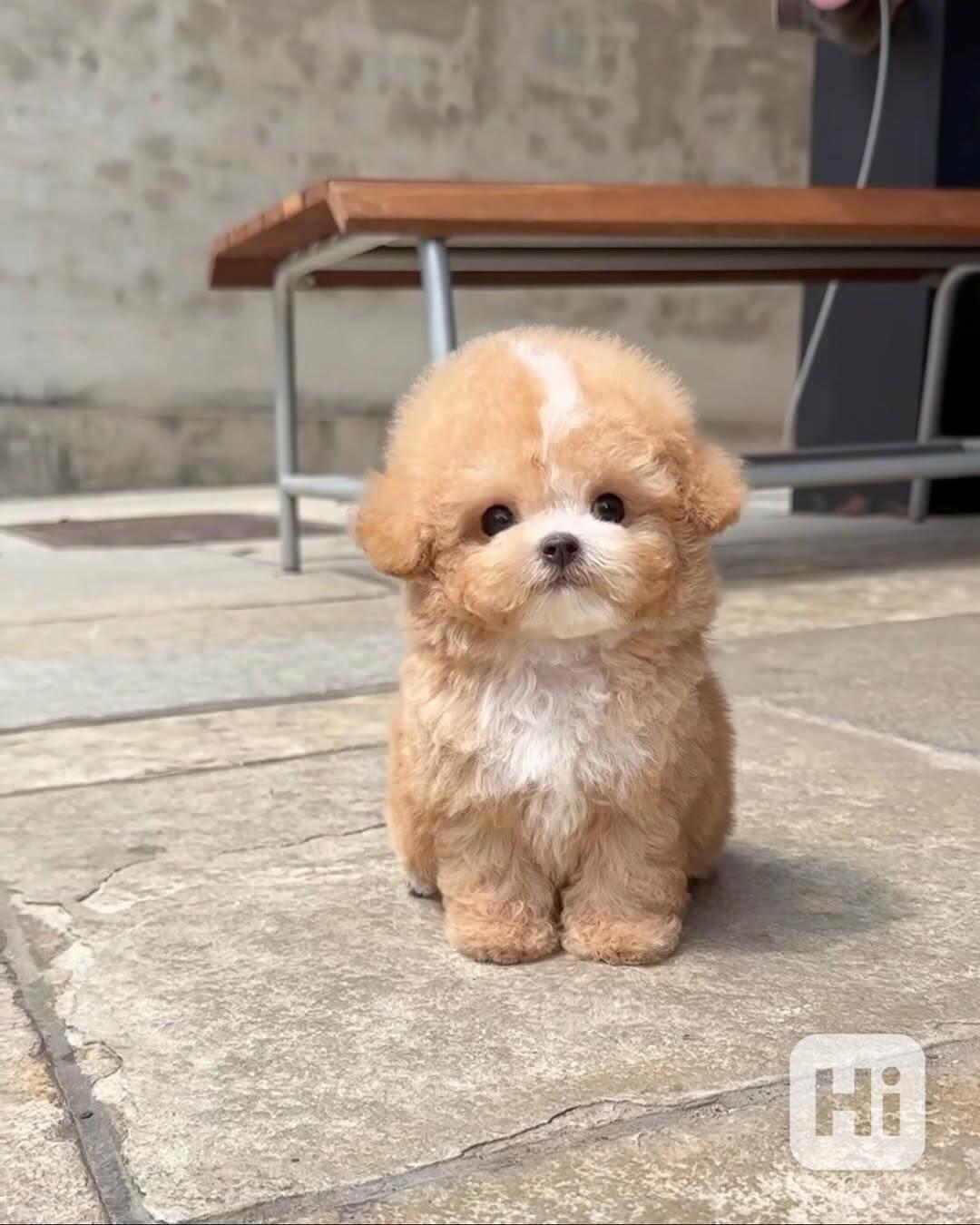 Máme rozkošná štěňata jorkšírského teriéra, která hledají mi - foto 1