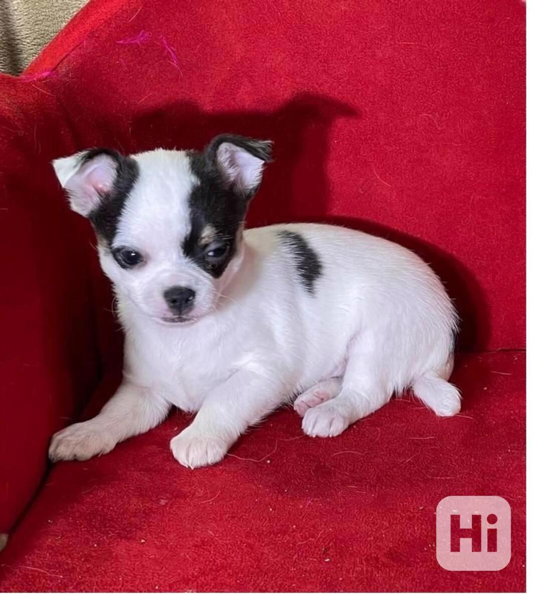 Štěňata čivavy k adopci - foto 1