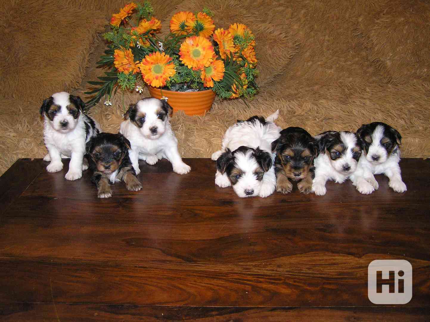 Biewer Yorkshire Terrier - barevný jorkšír štěňátka - foto 1