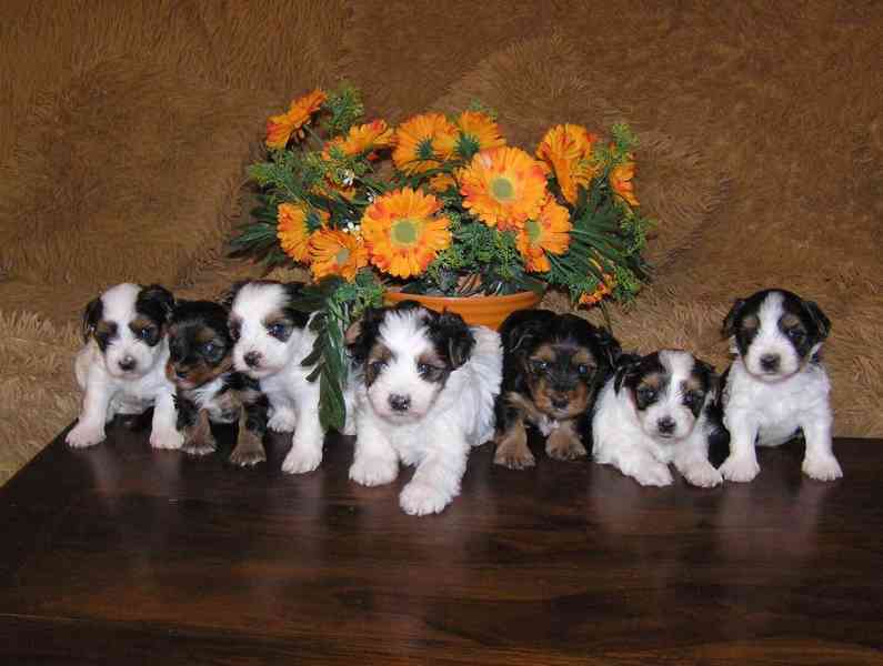 Biewer Yorkshire Terrier - barevný jorkšír štěňátka - foto 3