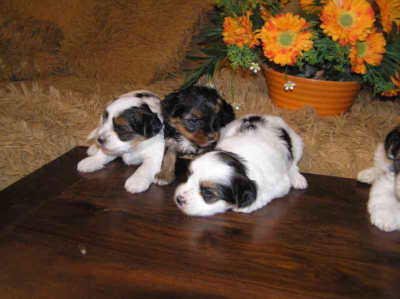 Biewer Yorkshire Terrier - barevný jorkšír štěňátka - foto 7
