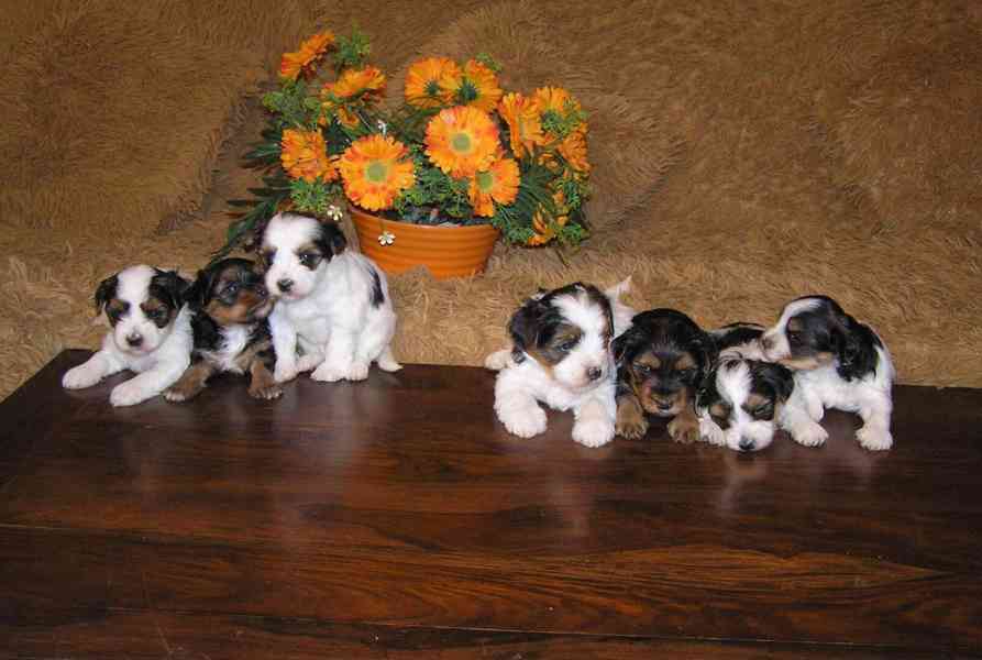 Biewer Yorkshire Terrier - barevný jorkšír štěňátka - foto 10