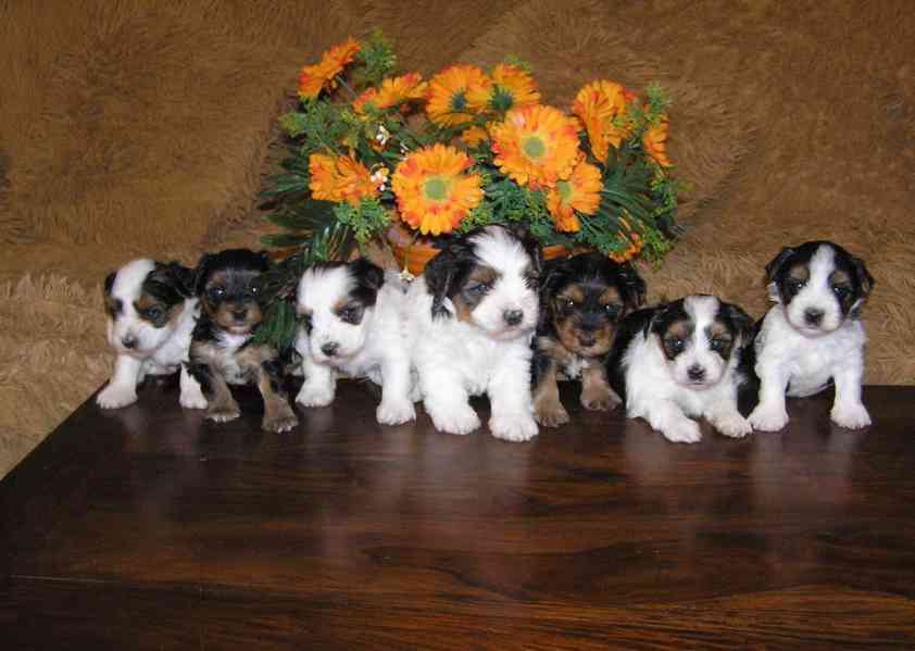 Biewer Yorkshire Terrier - barevný jorkšír štěňátka - foto 4