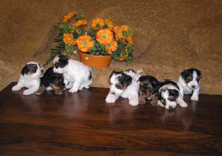 Biewer Yorkshire Terrier - barevný jorkšír štěňátka - foto 11