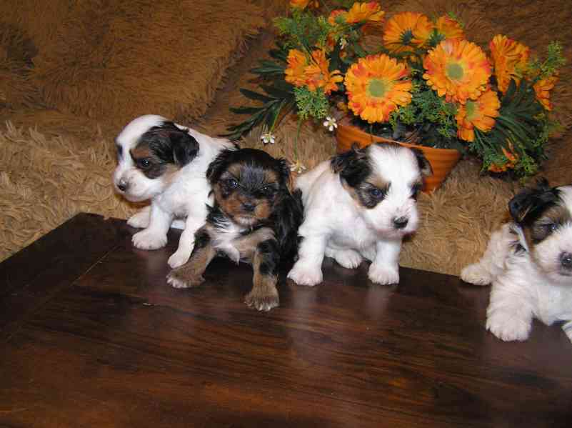 Biewer Yorkshire Terrier - barevný jorkšír štěňátka - foto 5