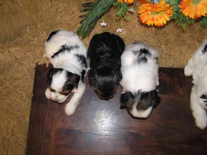Biewer Yorkshire Terrier - barevný jorkšír štěňátka - foto 9