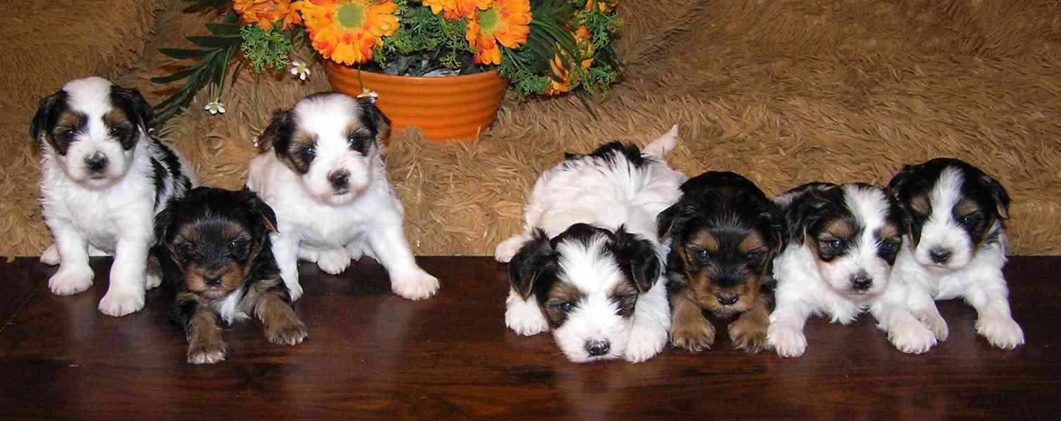 Biewer Yorkshire Terrier - barevný jorkšír štěňátka - foto 12