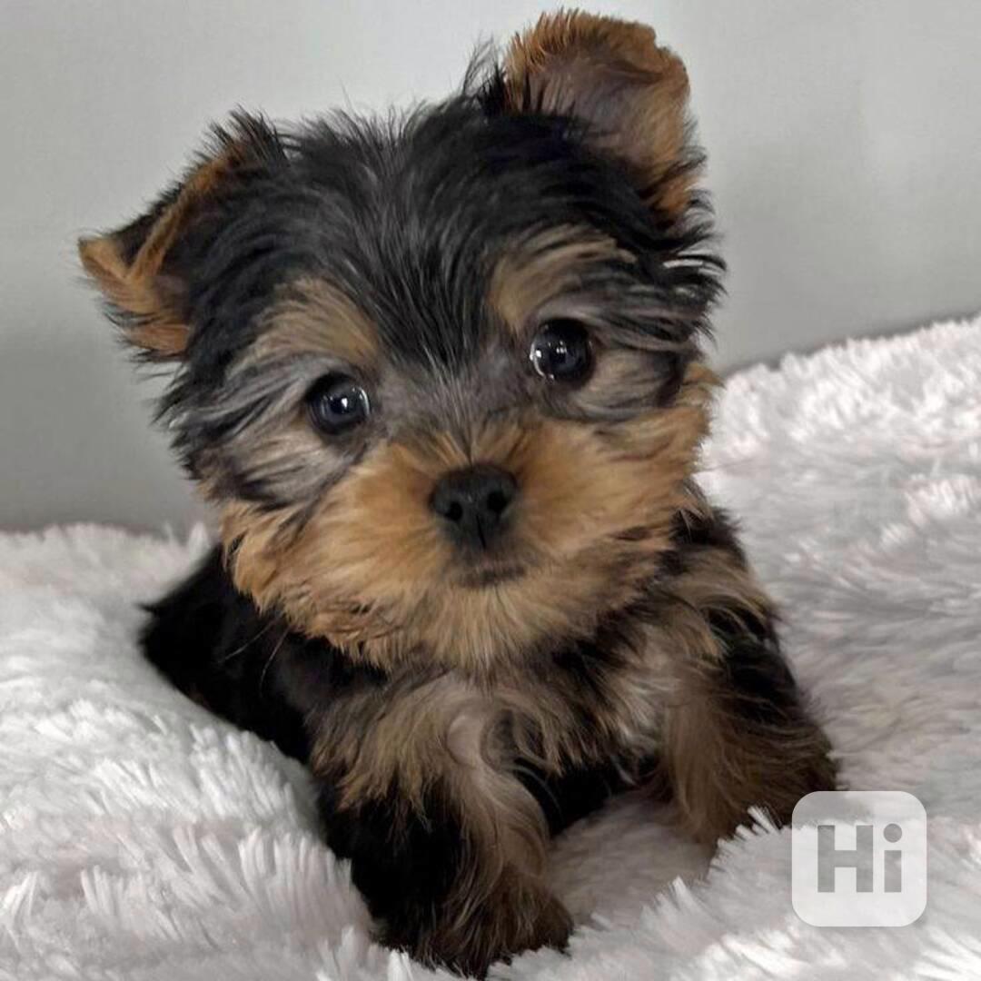 NÁDHERNÍ ŠTĚŇATA JORKŠÍHO TERÉNU - foto 1