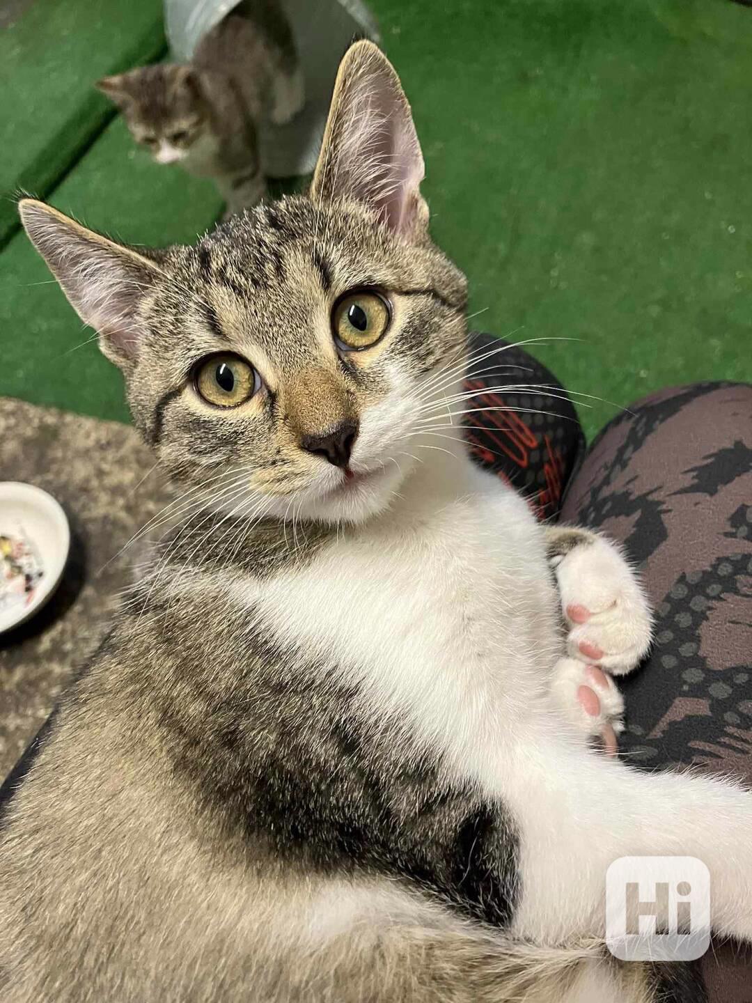 BENNY - kotě, 5 měsíců  - foto 1