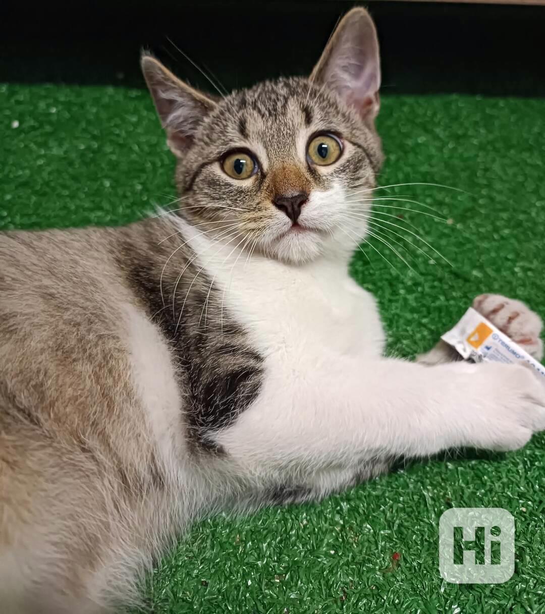 BENNY - kotě, 5 měsíců  - foto 1