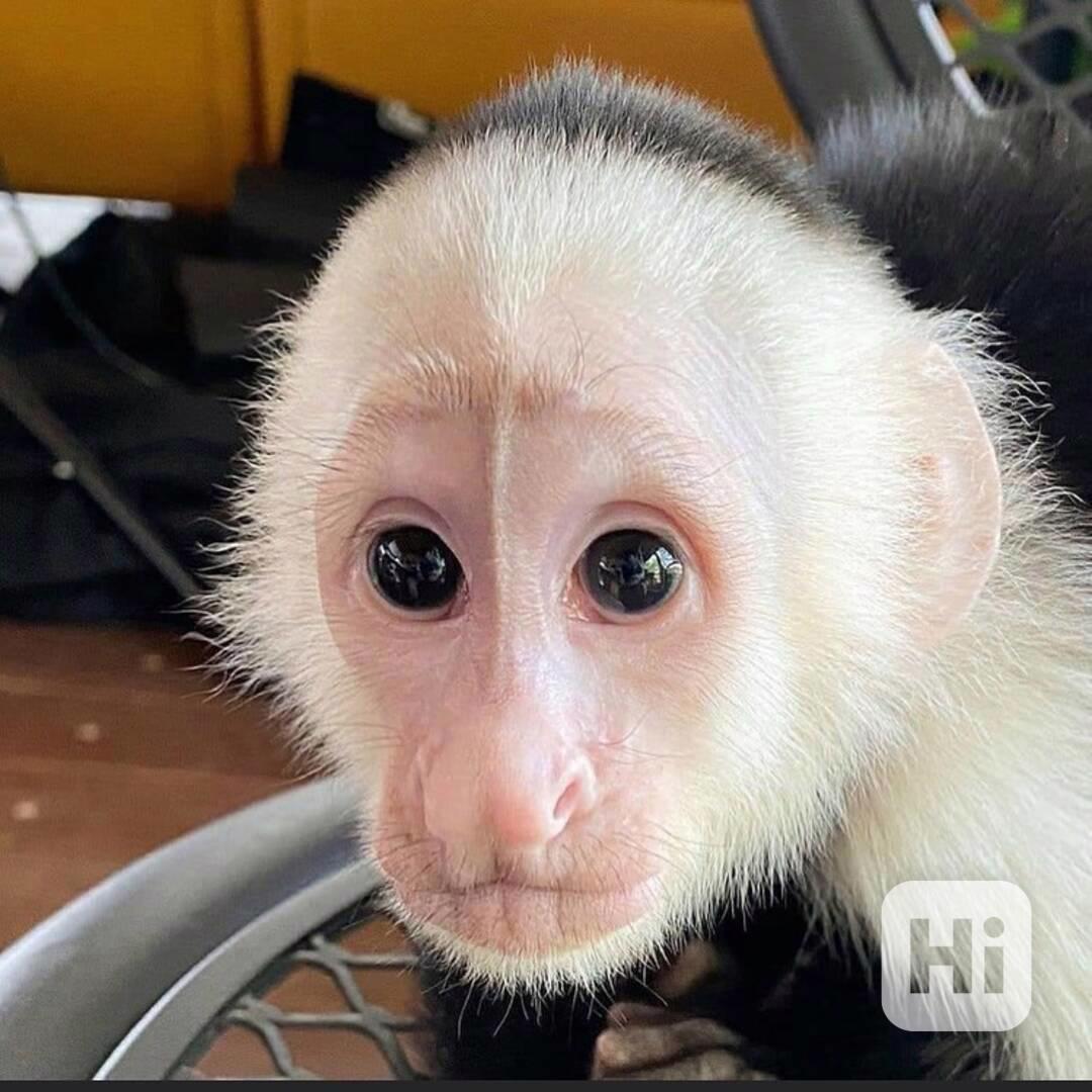 Rozkošné kapucínské opice připravené do nových domovů! - foto 1