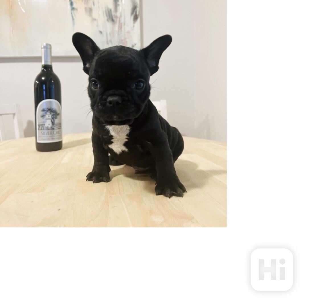 Štěňata francouzského buldoka k adopci - foto 1