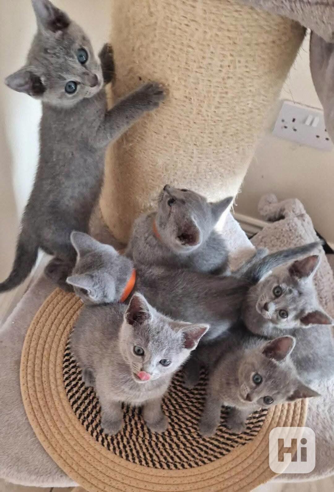 Ohromující ruská modrá koťata - foto 1