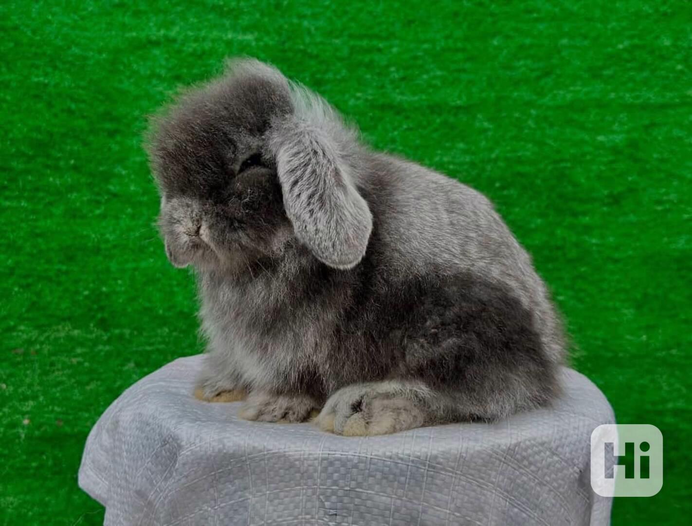 KRÁLÍK TEDDY LOPS - foto 1