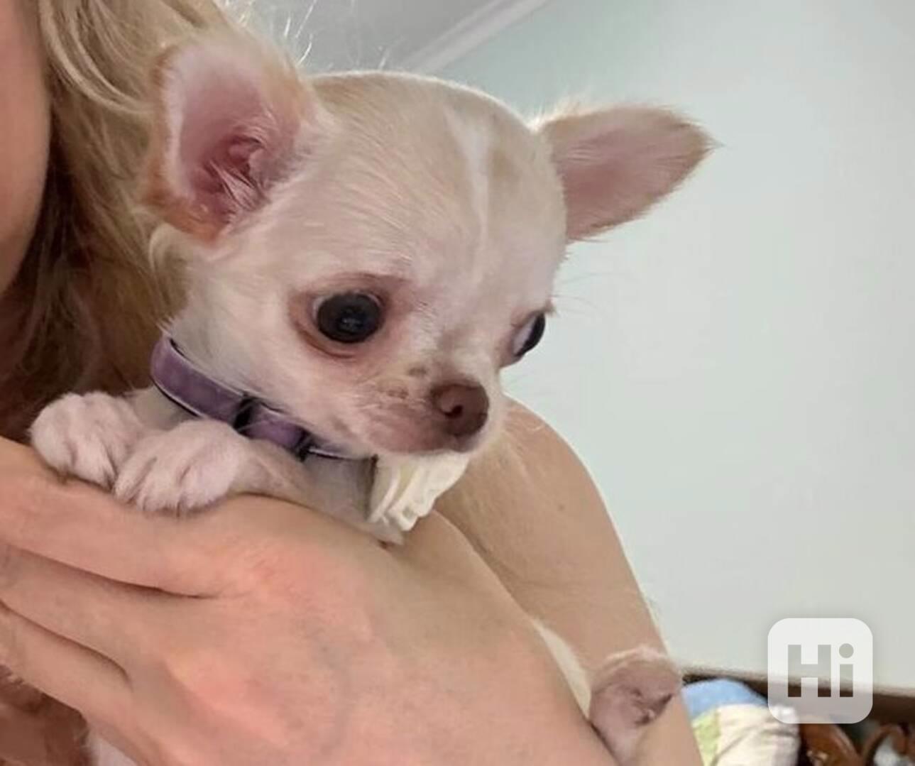 Štěňata čivavy Pp - foto 1