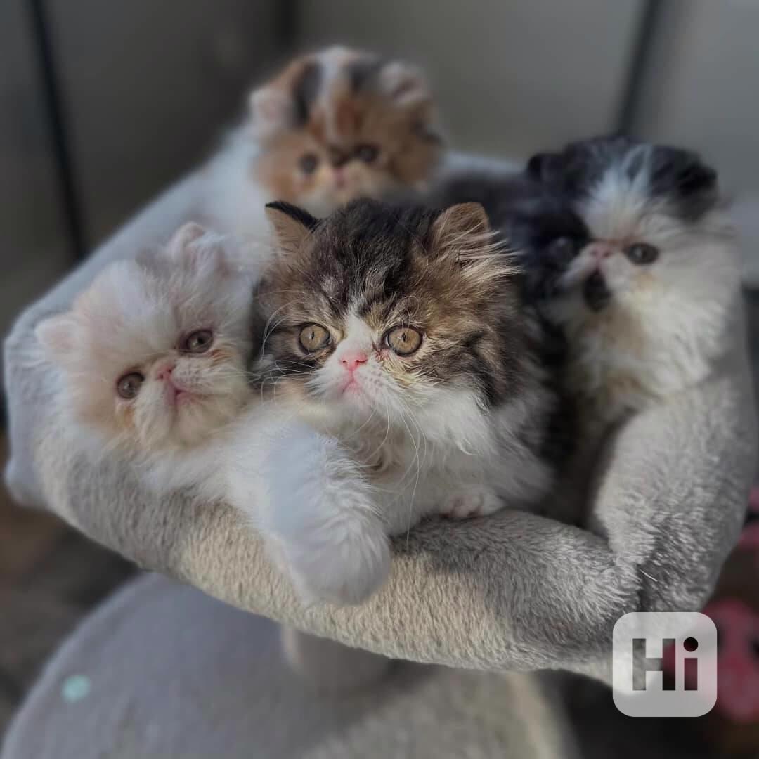 Zdravá perská koťata k adopci - foto 1
