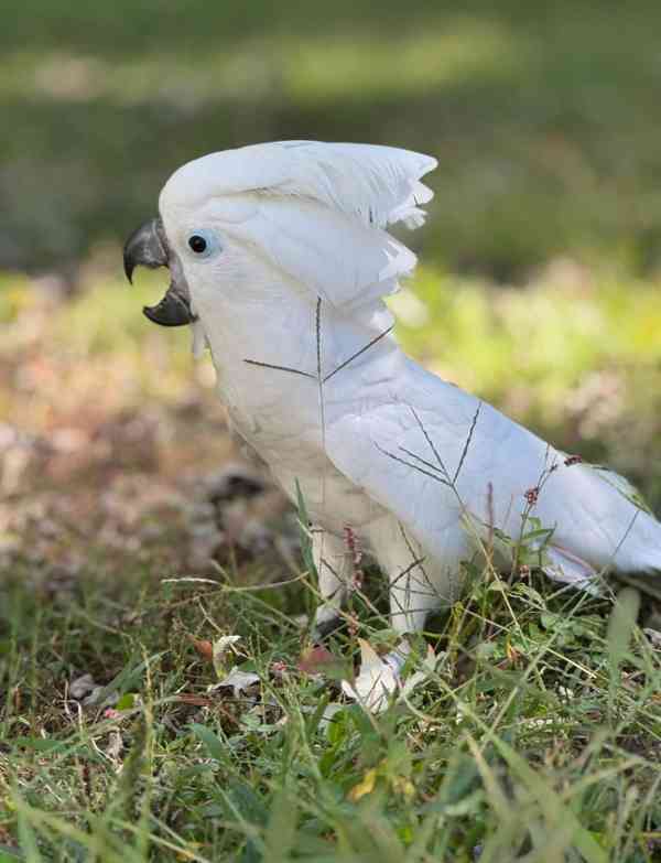 Rozkošní papoušci kakadu hledají svůj trvalý domov - foto 5